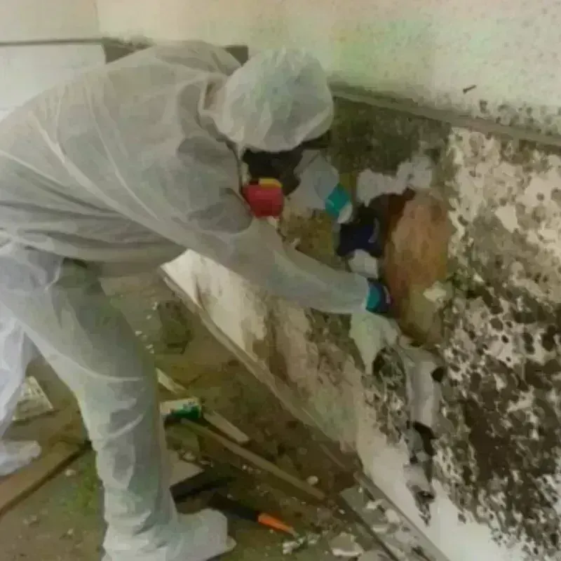 Mold Remediation and Removal in Uintah, UT